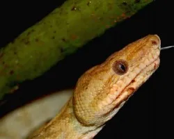 Corallus anulatus