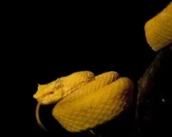 Oropel. Botriechis schelegelli