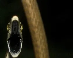 Oxybelis aeneus