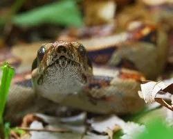 Boa constrictor