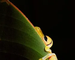 Hypsibos rufitela 
