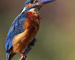 Martin Pescador
