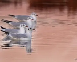 Gaviotas en grupo