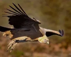 Gyps fulvus