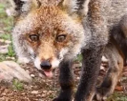 Zorra