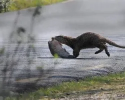 Nutria