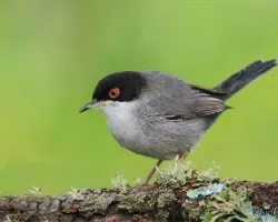 Curruca