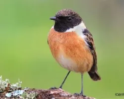 Tarabilla