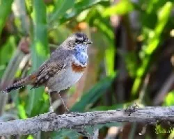 Pechiazul