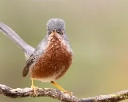 curruca rabilarga