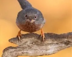 curruca rabilarga2