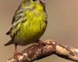 Verdecillo