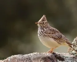 Cogujada