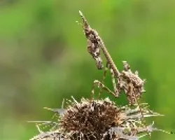 Empusa