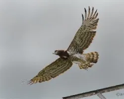 Aguila Culebrera
