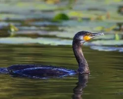 Phalacrocorax brasilianus