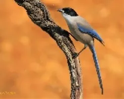 Rabilargo