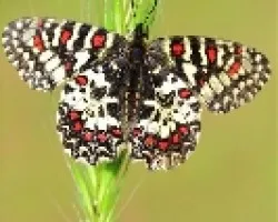 Arlequin