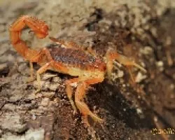 Escorpion