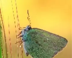 Mariposa (No se identificarlas)