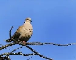 Tortola