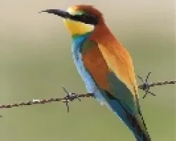 Abejaruco