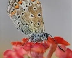 Otra variedad de Mariposa