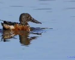 Pato Cuchara