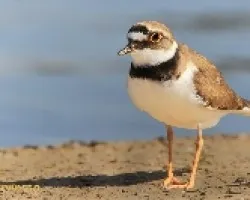Chorlitejo