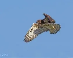 Aguila Culebrera
