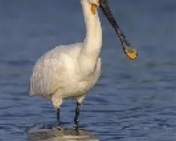 Espatula Comun (Platalea leucorodia)
