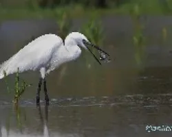 Garceta comun cazando