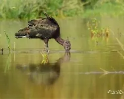Morito Comun