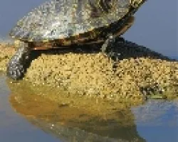 Tortuga de Florida