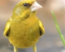 Verderon