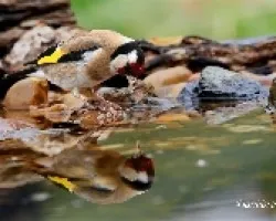 Jilguero, reflejo