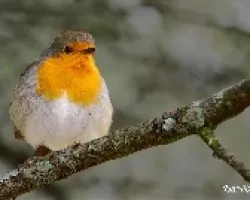 Petirrojo
