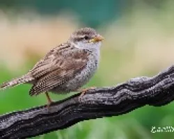 Gorrioncillo