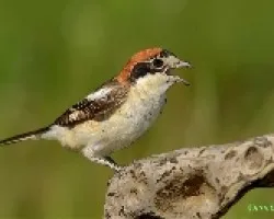 Alcaudon Hembra