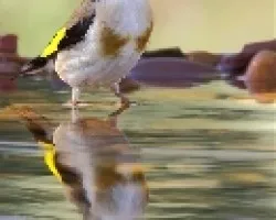 Jilguero Reflejo