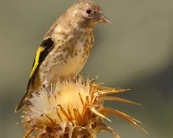 Jilguero Cardo