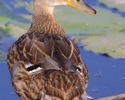 Pato