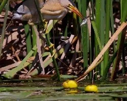 Avetorillo pesca