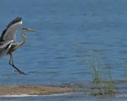 Garza Real aterrizando