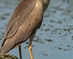 Martinete Común 3