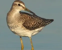 Andarrios Bastardo