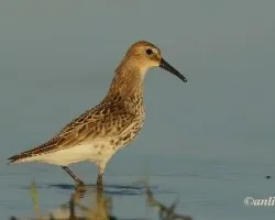 Correlimos común