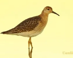 Philomachus pugnax