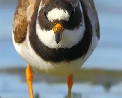 Charadrius hiaticula