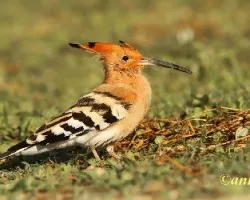 Abubilla